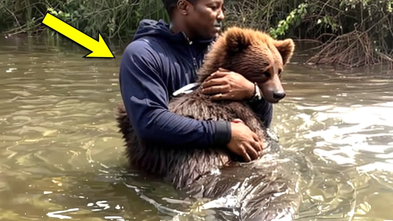 This Mama Bear Cried Out to a Man to Help Save Her Drowning Cubs! - YouTube