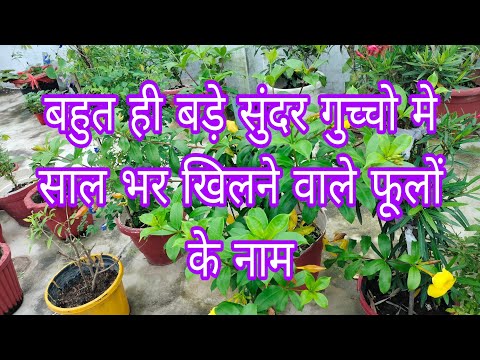 बहुत ही बड़े सुंदर गुच्चो मे साल भर खिलने वाले फूलों के नाम