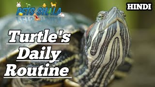 Turtles daily routine | Turtle daily Care | full day of my turtles | Healthy Turtles