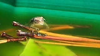Mon Têtard Est Devenu Une Petite Grenouille