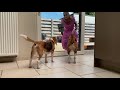 Funny dogs vs evil old lady