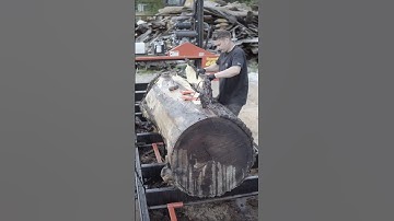 Peeling Bark on our Black Walnut log before we cut some huge slabs