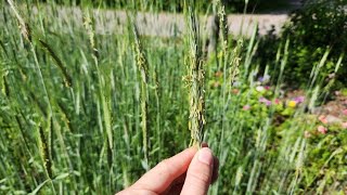 Lessons Learned from Growing Winter Rye Cover Crop in Central Wisconsin Zone 4b