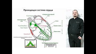 видео: Проводящая система сердца. Её строение и работа картинка: Проводящая система сердца. Её строение и работа