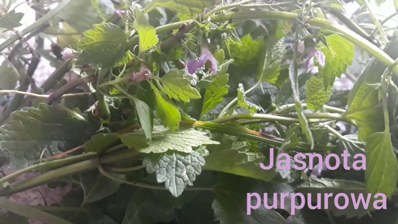 Zioło w naszym króliczym paśniku- jasnota purpurowa
