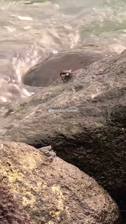 Kepiting laut kejar-kejaran #kepiting #crab #beach #pantai #animals #fypシ゚viral #fyp #hewan #laut