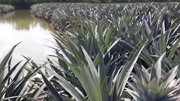 Vùng trồng Khóm đẹp mê hồn. Duy nhất tại Miền Tây. Khóm Cầu Đúc nức tiếng thơm ngon.