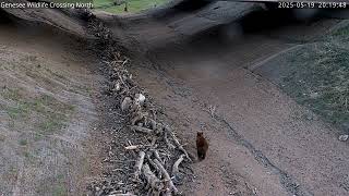 Genesee Underpass Wildlife Crossing in Use