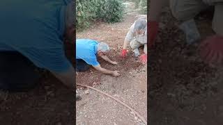 زراعة بذور المورينجا في الأرض