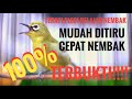 TERAPI PLECI BELAJAR NEMBAK, MUDAH DITIRU !!!!!