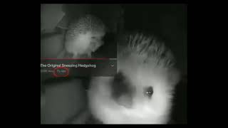The Original Sneezing Hedgehog Meme