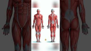 CONOCÍAS estos sistemas del cuerpo humano🫀 #salud #anatomía #medicina