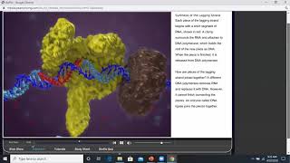 Chapter 16 DNA Replication