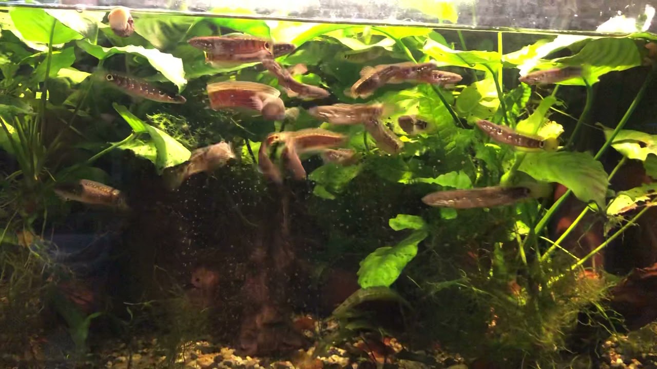 Channa asiatica, fry of 2021 (Red x Galaxy)