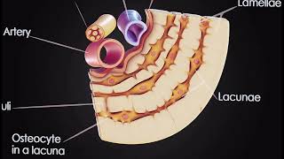 Osteocyte in compact bone Osteon 3d model