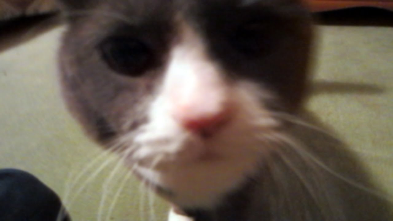 Iowa, LA, & Tristram