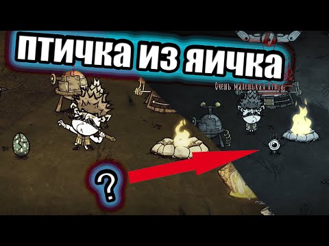 Как высидеть яйцо ВЫСОКОЙ птицы из Don't Starve Together
