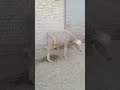 Beautiful cows in pakistan 🇵🇰🇵🇰❣️💦🥼🥼❣️🇵🇰