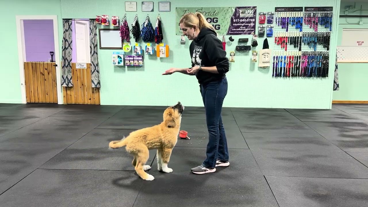 Teddy - Find it Practice, Benefits and Uses for Success.