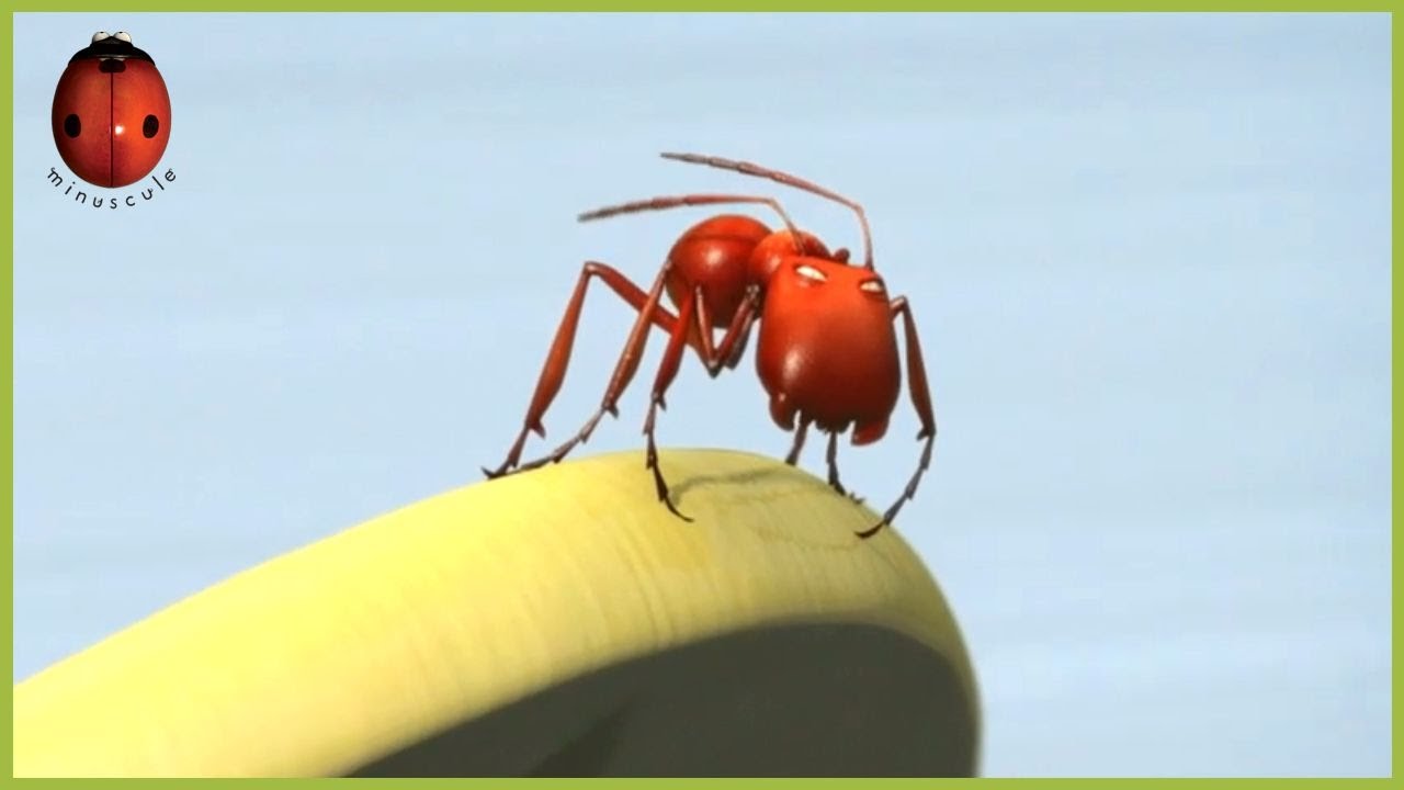 Snow Carrot | Minuscule 🍃 55' Compilation