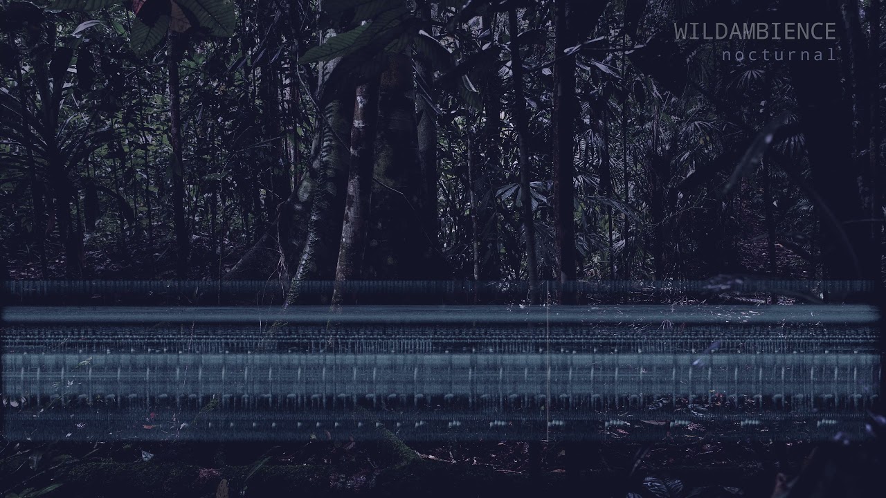 New Guinea Lowland Rainforest - Evening soundscape