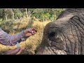 Treating Morula's the elephant's Eye | Living With Elephants Foundation | Botswana