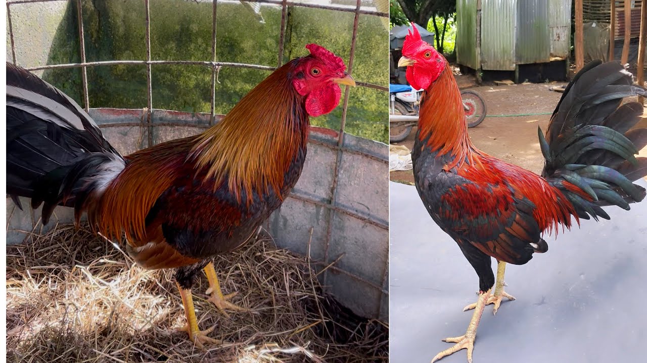 Recorrido por el súper criadero del señor José Luis part. 5