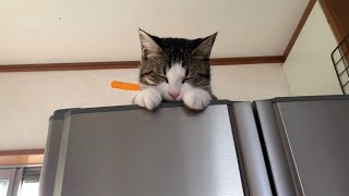 可愛いポーズをとり続ける猫に癒される