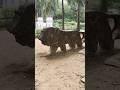 metal tiger design #trending #like #youtube #india #lion #full video on YouTube
