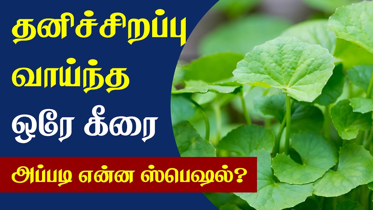 Health Benefits of Vallarai Keerai - Tamil Health Tips - YouTube