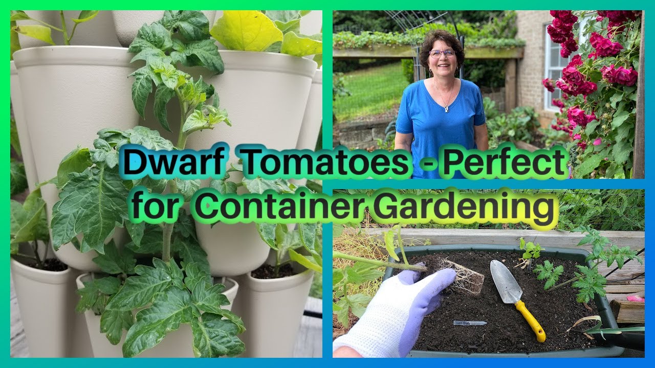 Dwarf Tomatoes - Perfect for Container Gardening