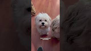 Quiero a mis perritos🐶💖  #AmorPerruno #MascotasFieles