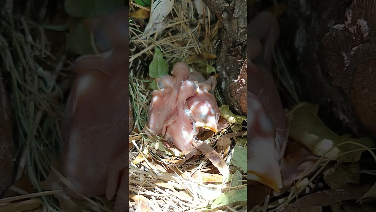 Myna Bird Babies P 46 Shorts