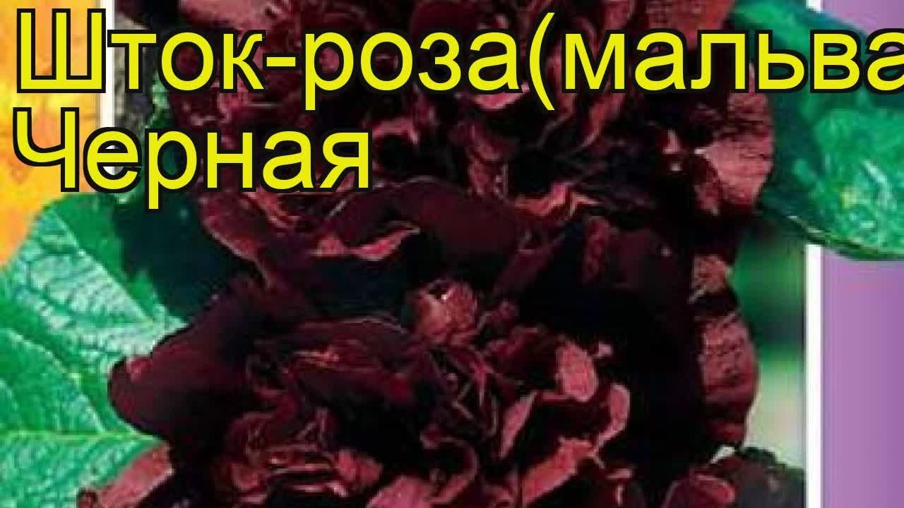 Мальва Черная. Краткий обзор, описание характеристик, где купить семена ...