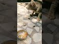 #cat #funny #cute #kitten #suncats #catvideos #catvideos #catfunny #prettycat #prettyfunny #funnycat