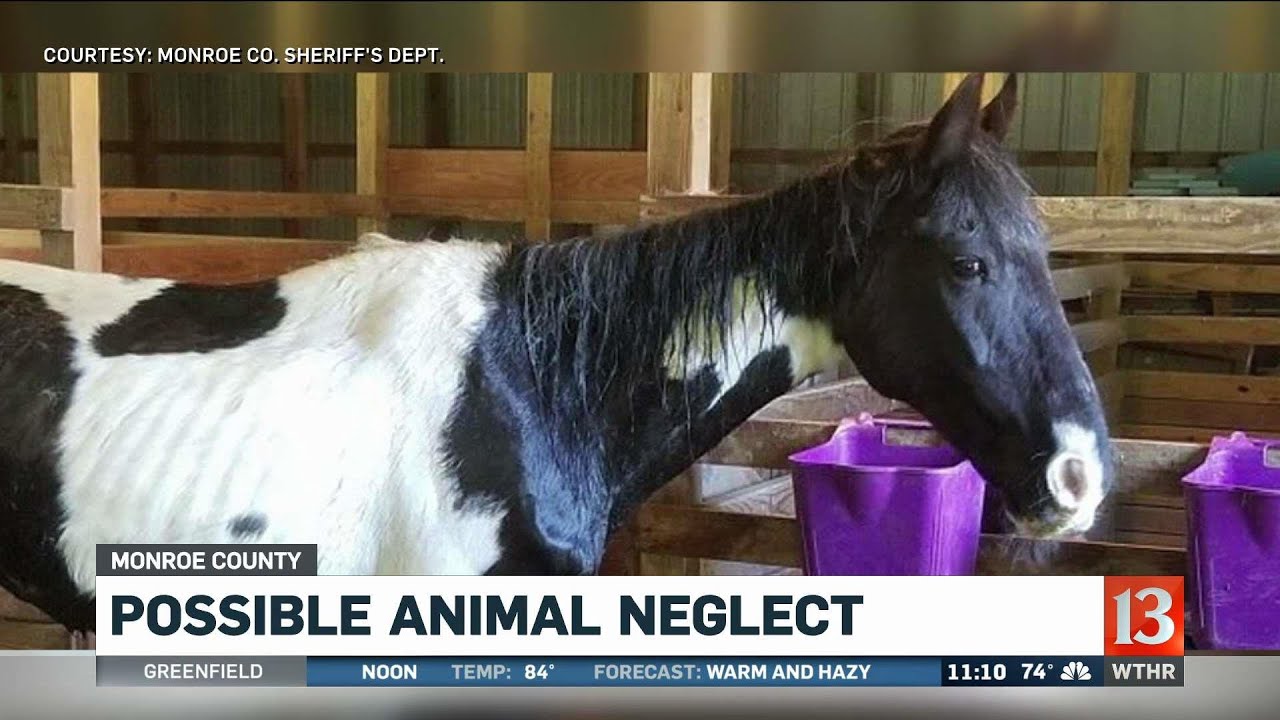 Horse Deaths Investigation