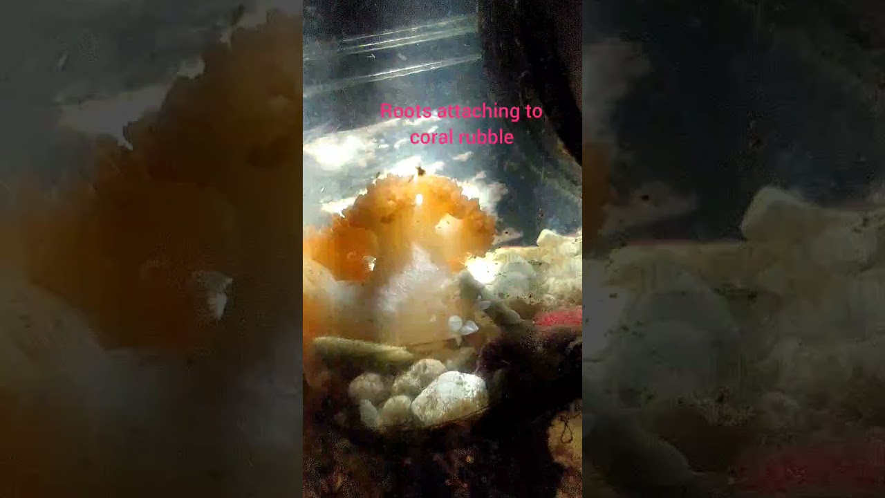 Dendronephthya frag 05/06/2021