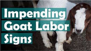 How to recognize early labor in goats - The sure signs to look for
