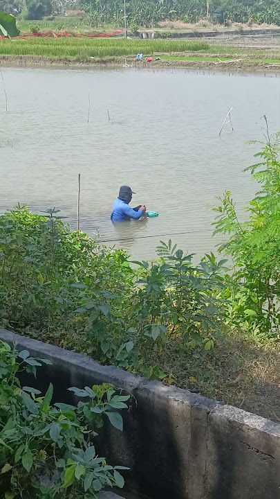 @SPOT MANCING NILA ANTI BONCOS JUMBO JUMBO