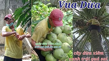 Vua Dừa Miền Tây// vua dừa leo xử lý cây dừa xiêm xanh xát mé hầm cá quầy nào quầy nấy trái rất sai