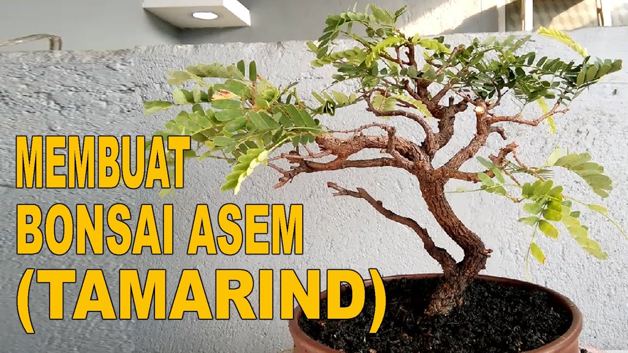  Membuat  Bonsai Asem Tamarind Hasil Cangkok YouTube