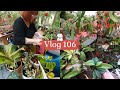 Vlog 106du nouveau chez jardinerie baratet  jinstalle mes plantes  rempotage  grosse floraison