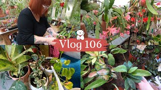 VLOG 106🌿Du nouveau chez JARDINERIE BARATET | J'installe mes plantes | REMPOTAGE | Grosse floraison🌺