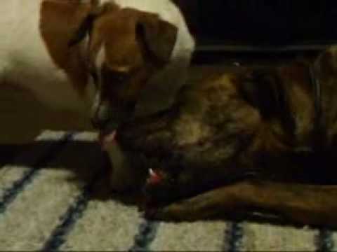 jack russell american pitbull terrier mix pit bull mix and jack russell terrier viscous fight over a b youtube jack russell american pitbull terrier mix pit bull mix and jack russell terrier viscous fight over a b youtube