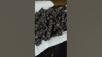 Dược liệu ngũ vị tử #dongy #yhoccotruyen #duoclieu  #nguvitu