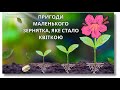 🇺🇦 ЯК ЗЕРНЯТКО КВІТКОЮ СТАЛО 🎵 НАВЧАЛЬНИЙ МУЛЬТИК ДЛЯ ДІТЕЙ 🎵 Дітям - про рослини! Канал Соловейко