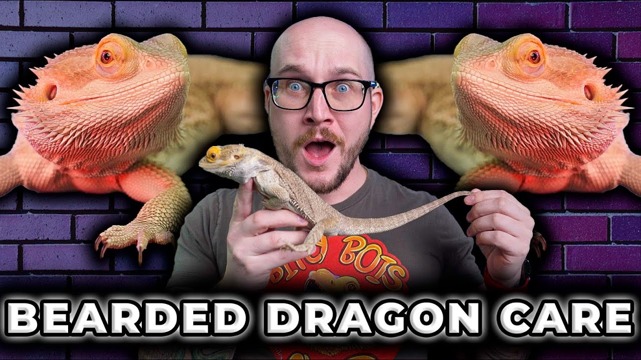 Bearded Dragon Care 101