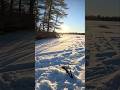 Early Morning Rainbow Trout in Maine Pond #icefishing #maineoutdoors #rainbowtrout