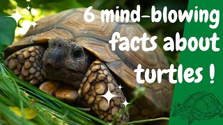 6 mind-blowing facts about turtles🐢 you never knew by Somil facts corner 35 views 1 year ago 5 minutes, 26 seconds