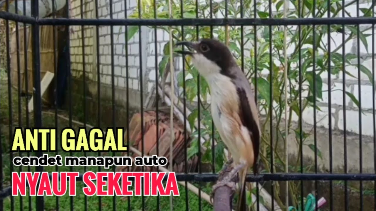 Suara Cendet Gacor Toet toet Efektif Anti Gagal Bikin Cendet Malas pun Langsung Nyaut Bunyi Seketika